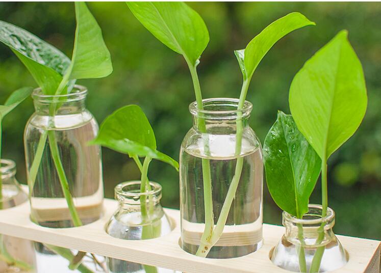 Transparent Glass Hydroponic Vase for Home Decor
